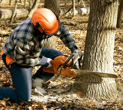 Tree Removal in Rachel, WV